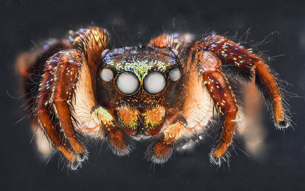 Australian Bronze Jumping Spider - Helpis minitabunda