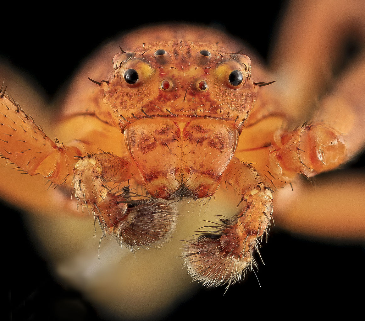 Flower Spider - Australomisidia cruentata (previously Diaea cruentata).