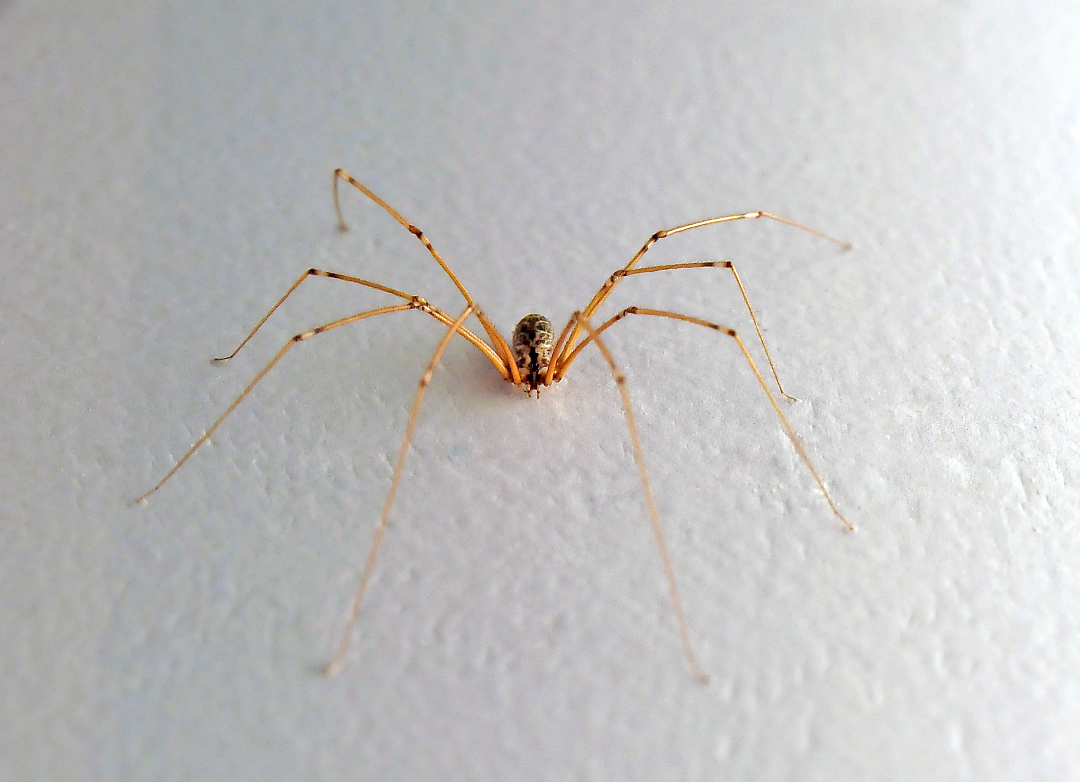 Daddy long-legs spider - Australian Geographic