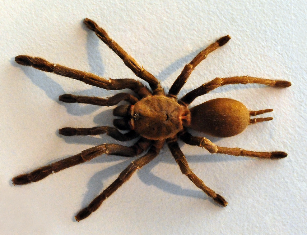 Eastern Tarantula - Phlogius crassipes