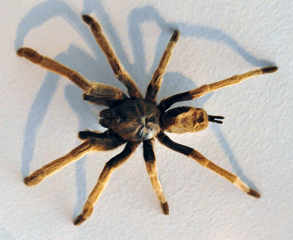 Eastern Tarantula - Phlogius crassipes