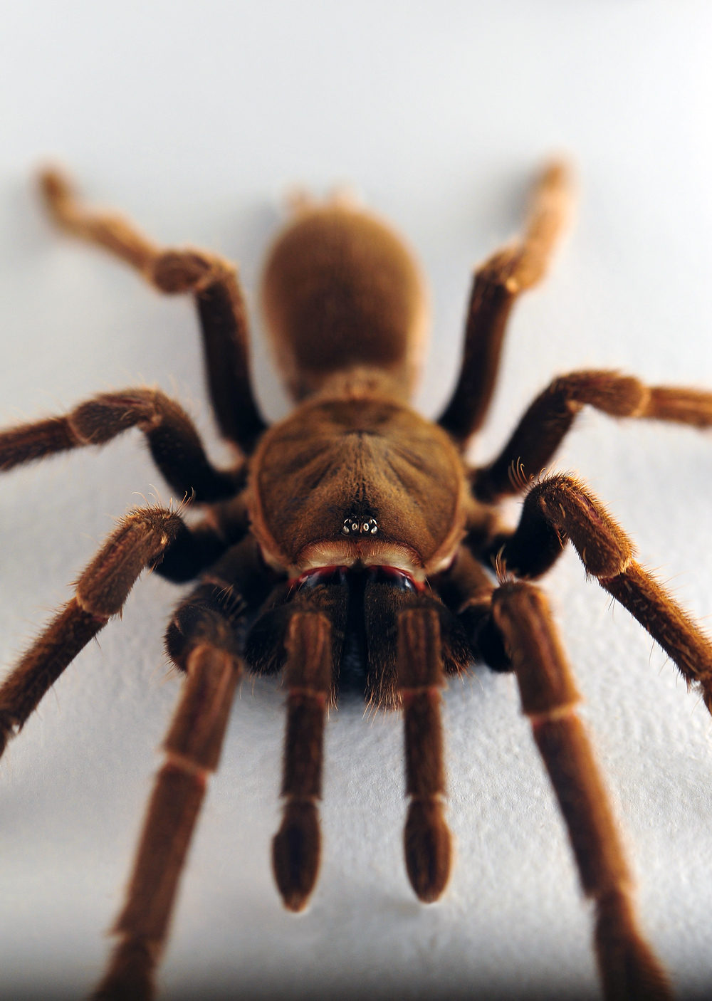 Eastern Tarantula - Phlogius crassipes