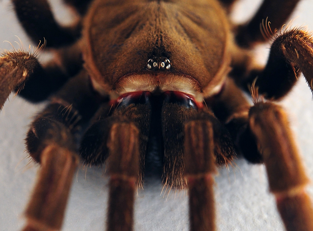 Eastern Tarantula - Phlogius crassipes