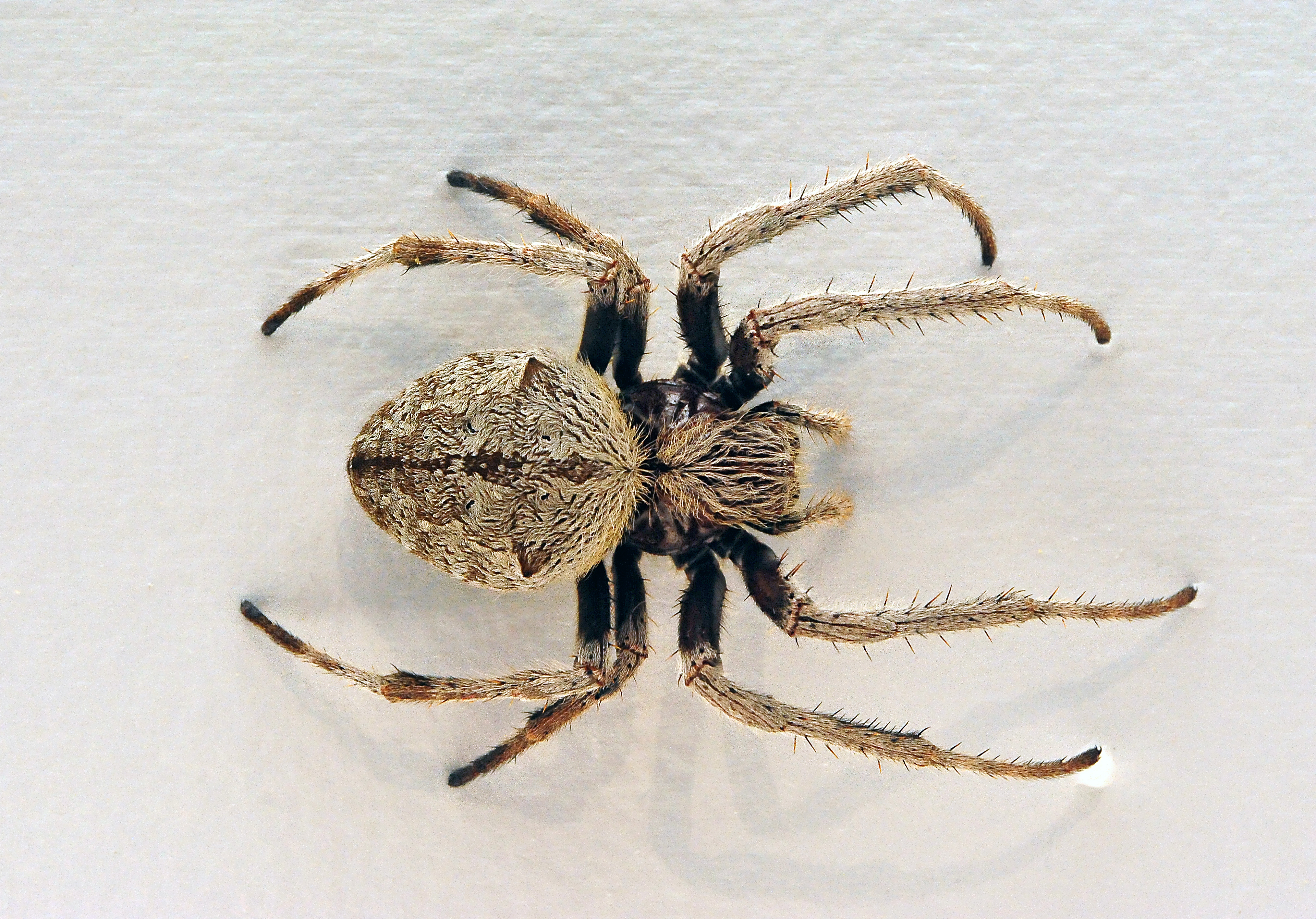 Золотые пауки. Мраморный крестовик паук. Garden Orb Weaving паук. Eriophora transmarina. Araneus marmoreus.