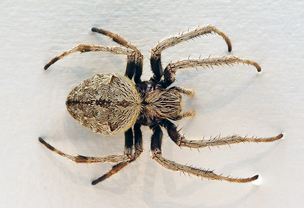 Garden Orb-Weaving Spider - Eriophora transmarina