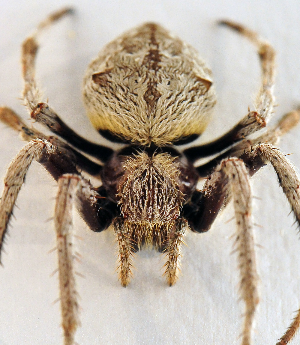 Garden Orb-Weaving Spider - Eriophora transmarina