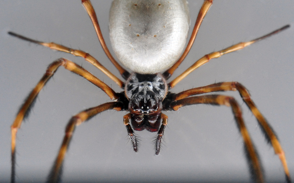 Eastern Golden Orb-Weaving Spider - Nephila plumipes