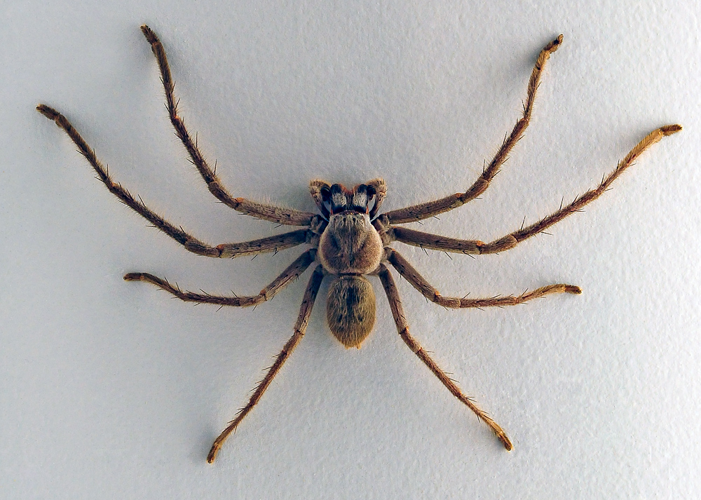 Huntsman Spider - Isopeda sp.