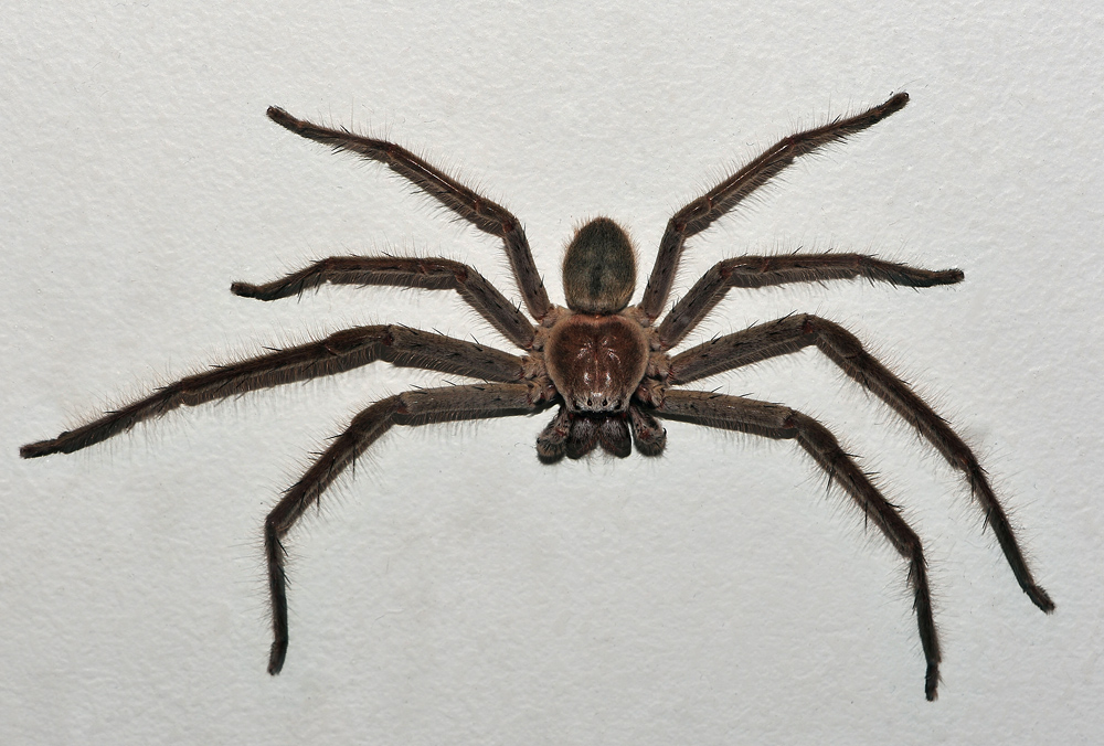 Huntsman Spider - Isopeda sp.