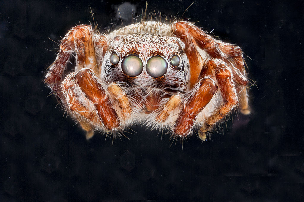 Australian Bronze Jumping Spider - Helpis minitabunda