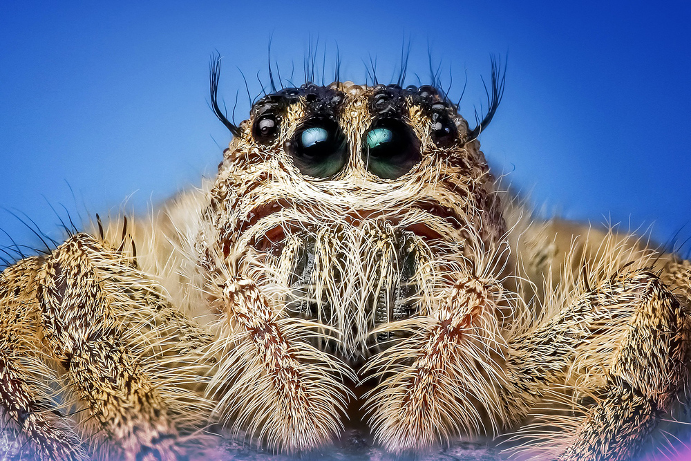 Australian Bronze Jumping Spider - Helpis minitabunda