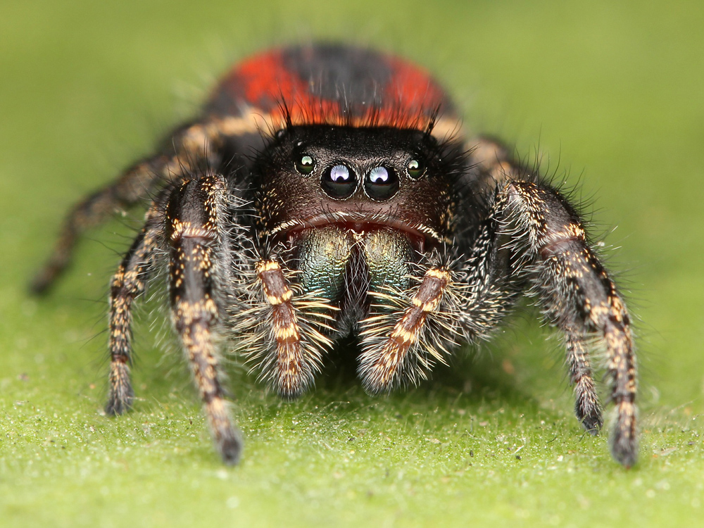 Australian Bronze Jumping Spider - Helpis minitabunda