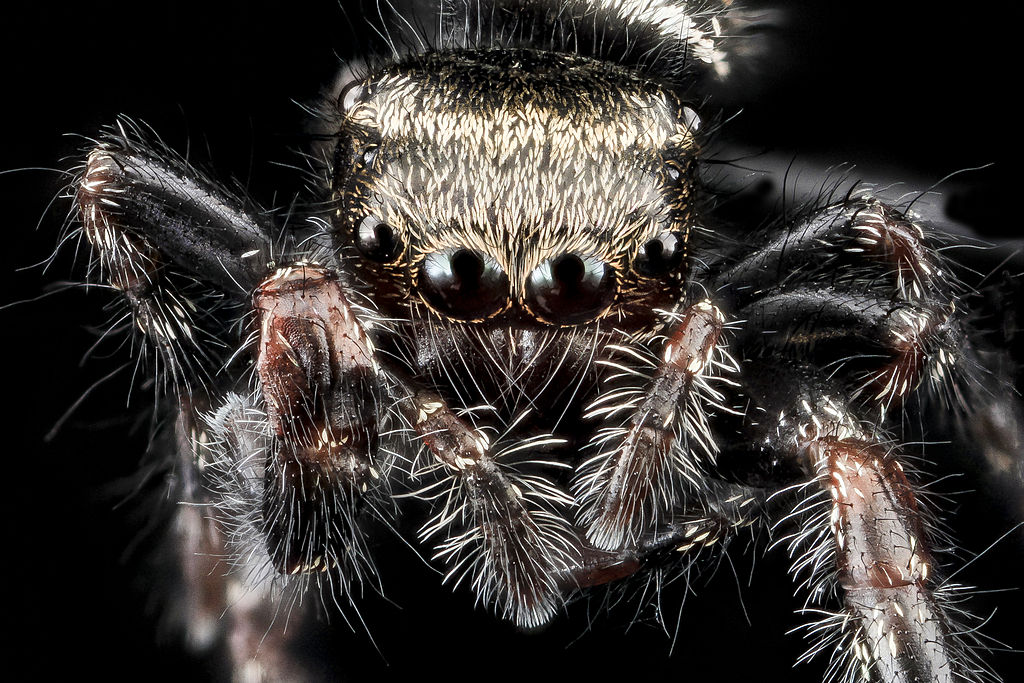 Australian Bronze Jumping Spider - Helpis minitabunda