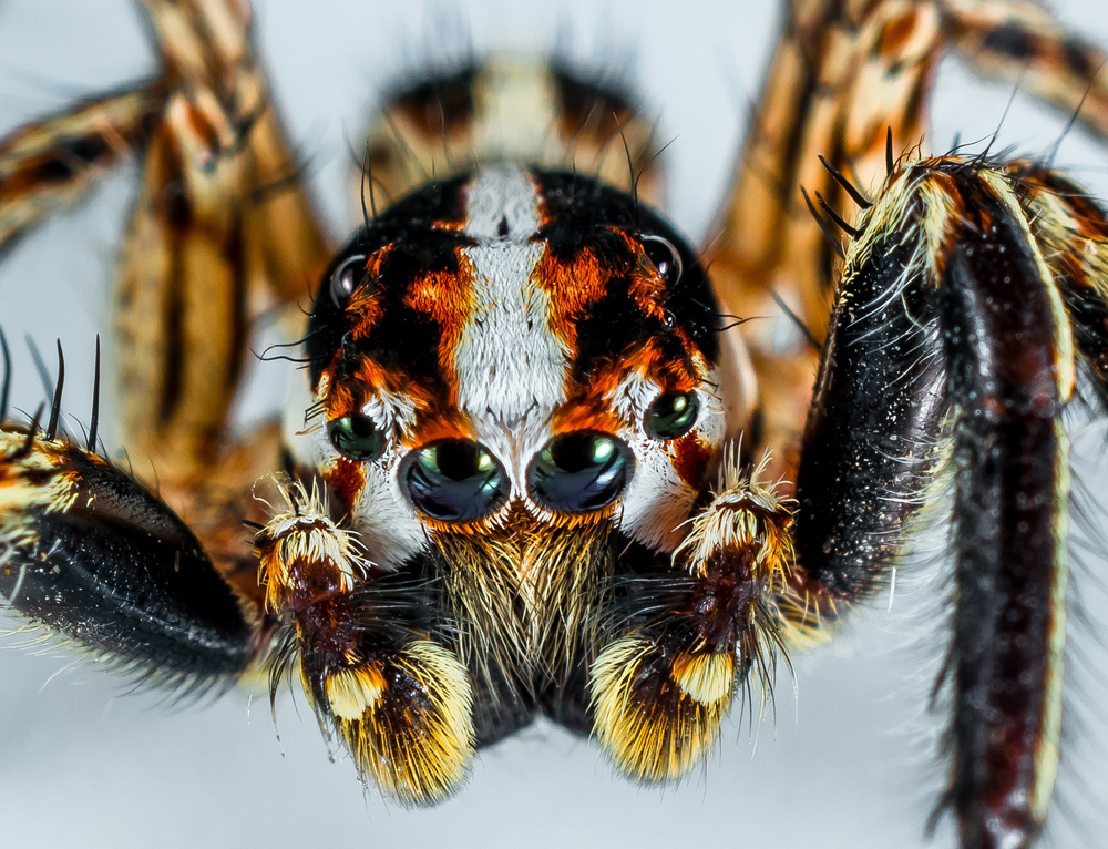 Australian Bronze Jumping Spider - Helpis minitabunda