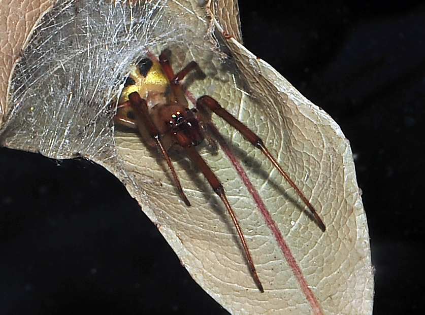 Leaf-Curling Spider - Phonognatha graeffei