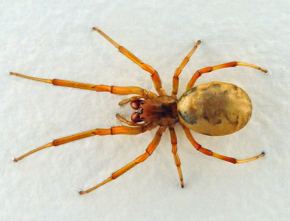 Leaf-Curling Spider - Phonognatha graeffei