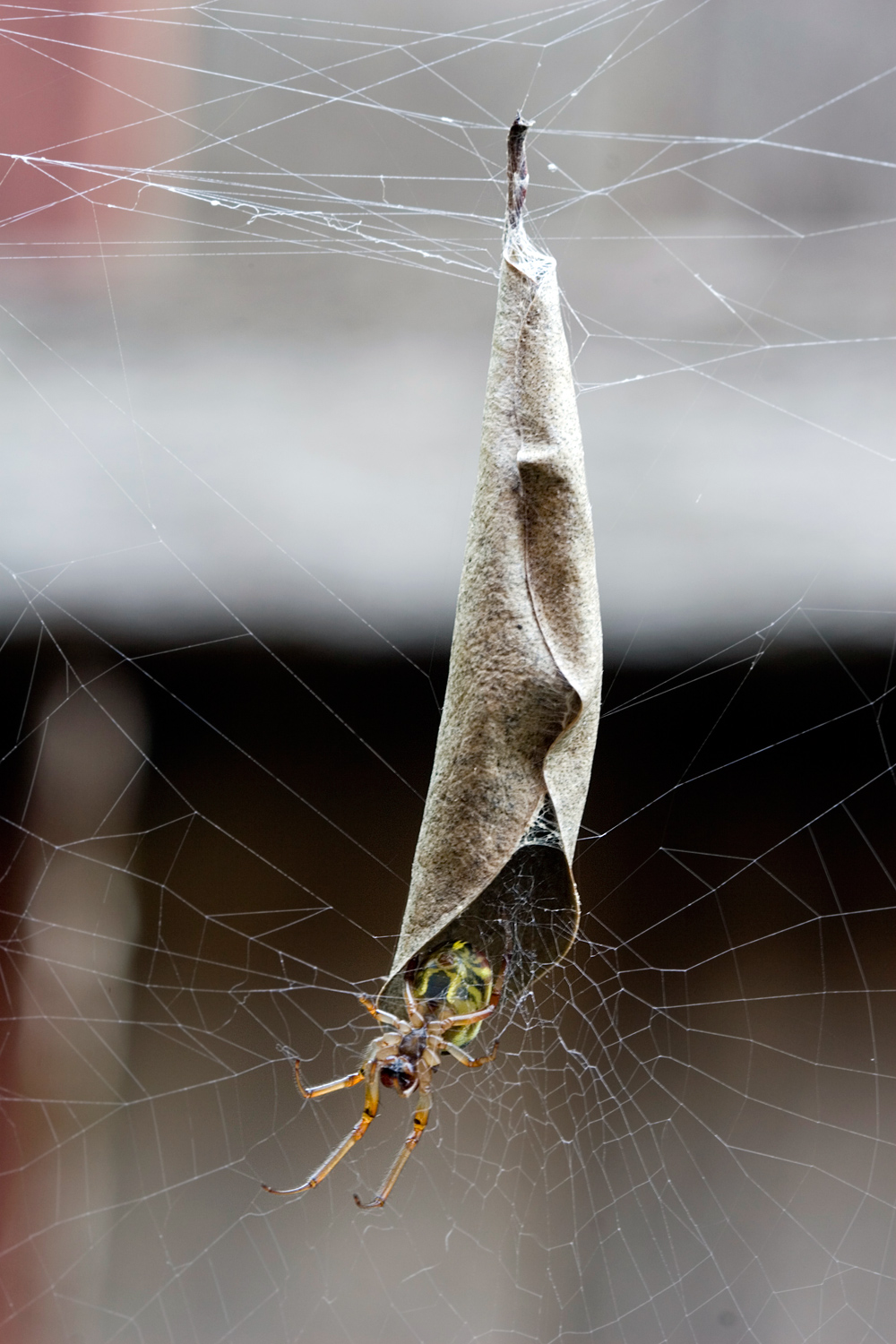 Leaf-Curling Spider - Phonognatha graeffei