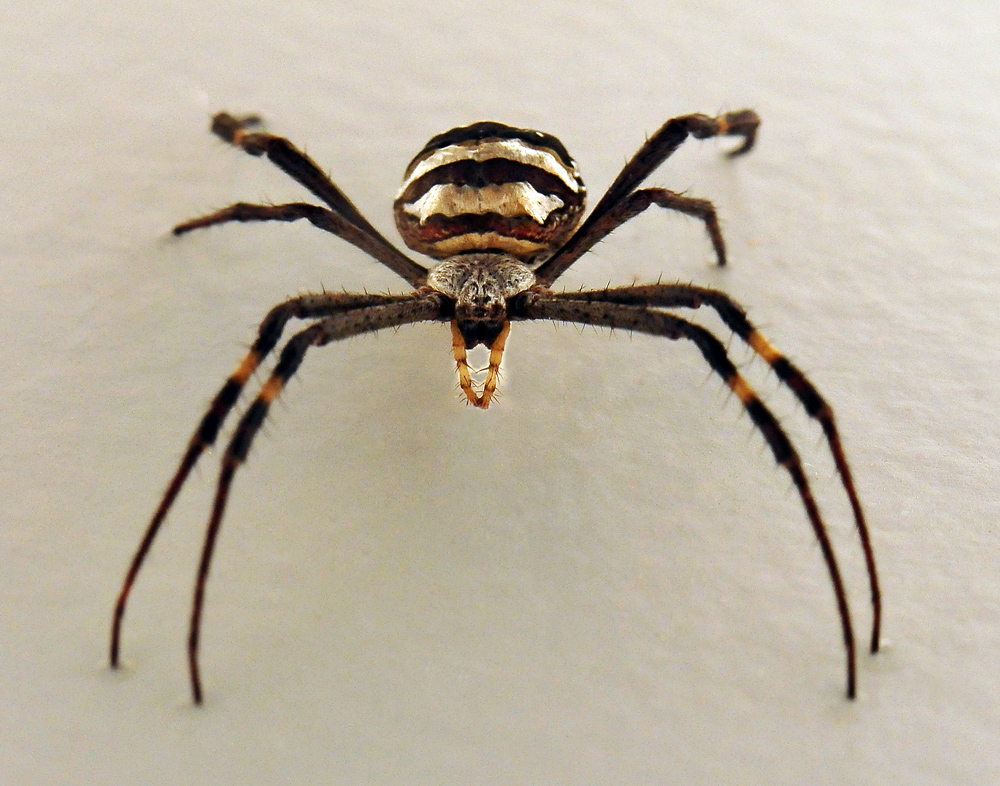 St Andrew's Cross Spider - ClimateWatch Australia- Citizen Science App