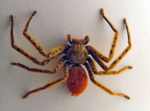 Tiger Huntsman Spider - Typostola Sp. or possibly Beregama Sp. - Australian Spiders and their Faces