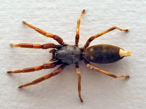 White Tailed Spider - Lampona murina - Australian Spiders and their Faces