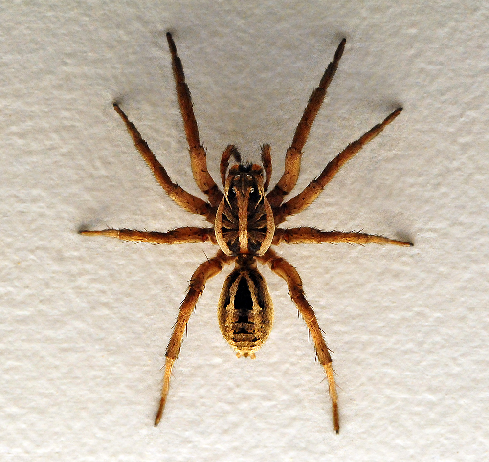 Wolf Spider - Allocosa obscuroides