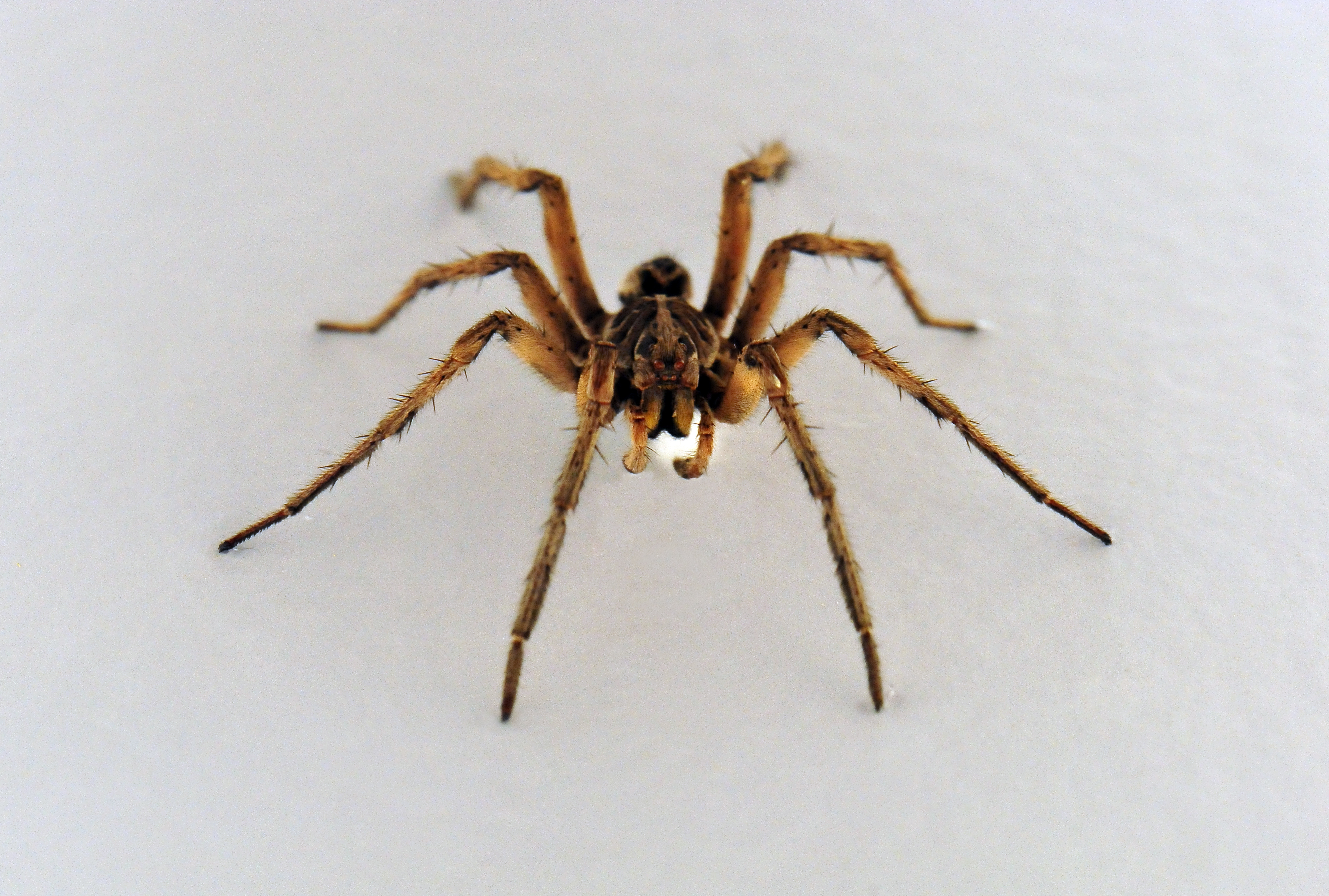 Wolf Spiders - The Australian Museum