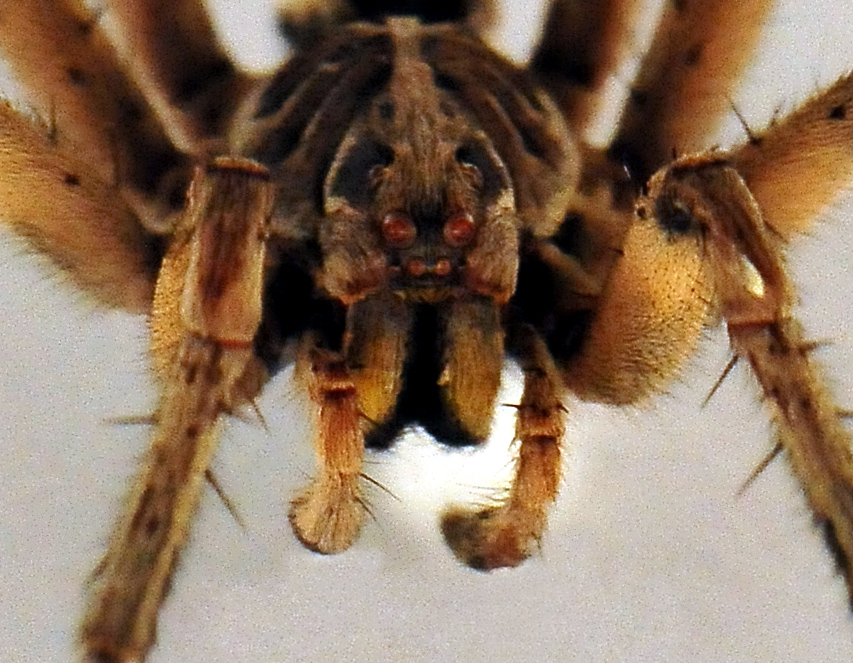 Wolf Spiders - The Australian Museum