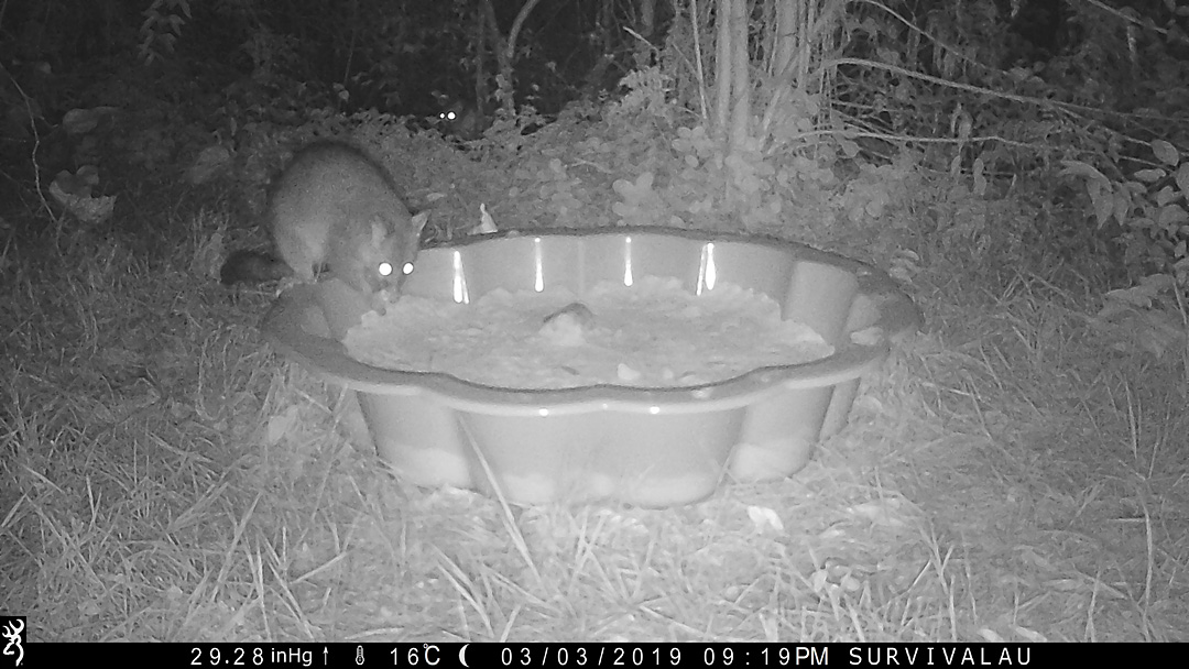 Brushtail possums visited the tracking box. I did not know they were interested in meat. Look for the extra pair of eyes - Make an Instant Tracking Box to Learn Animal Tracking - Survival.ark.au