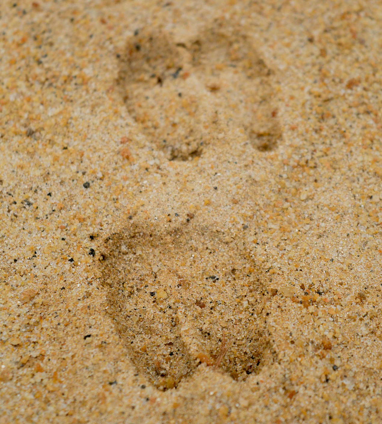 Animal Tracking Quiz, Question 1 - Can you identify this animal track?