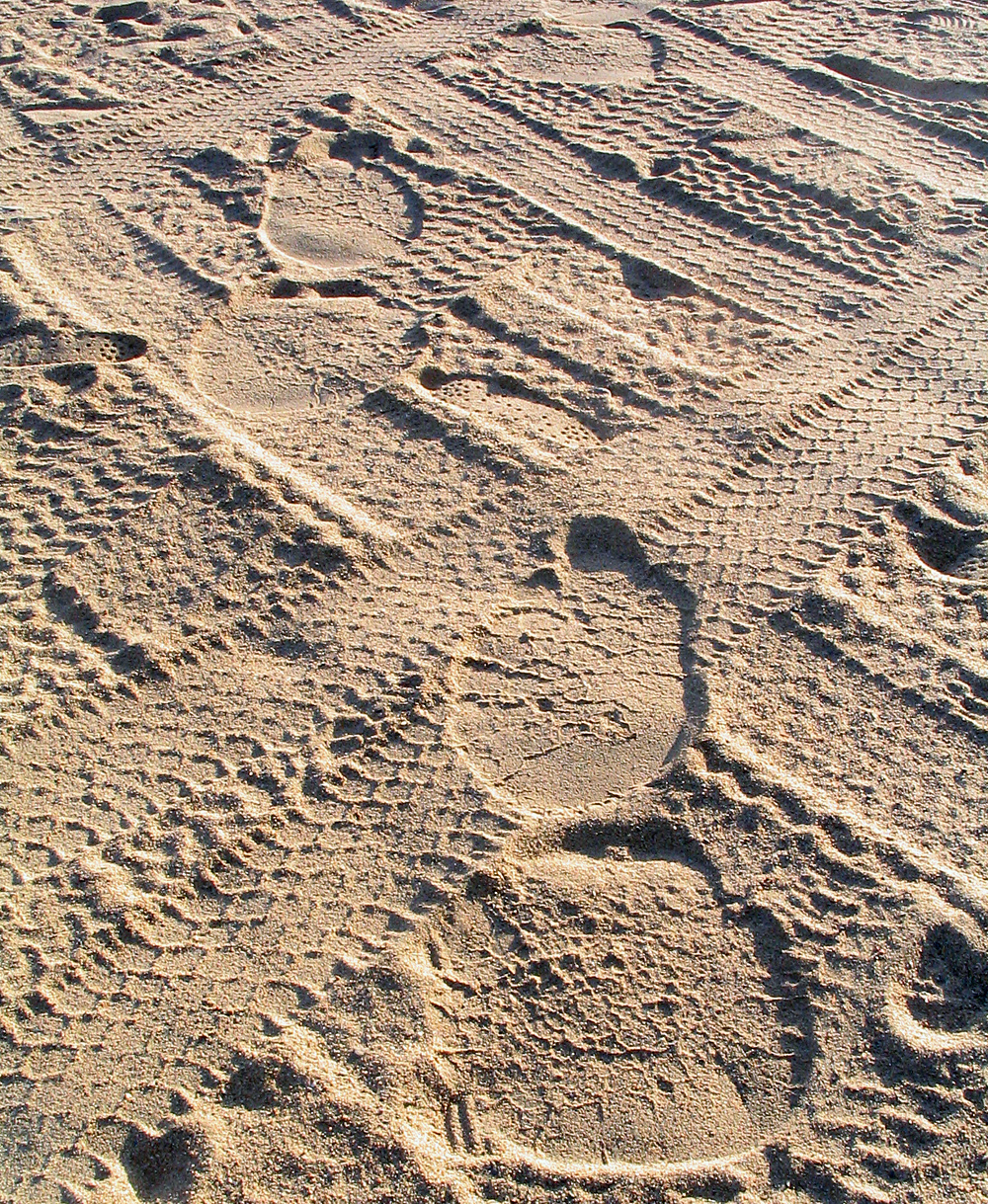 Animal Tracking Quiz, Question 5 - Can you identify this animal track?