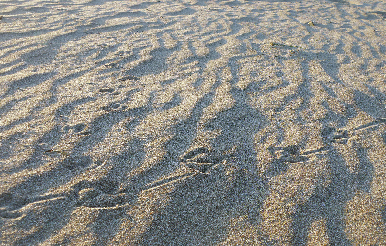 Animal Tracking Quiz, Question 5 - Can you identify this animal track?