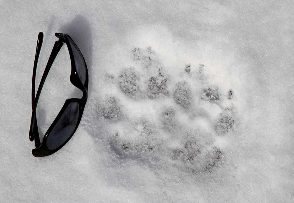 Animal Tracking Quiz, Question 6 - Can you identify this animal track?