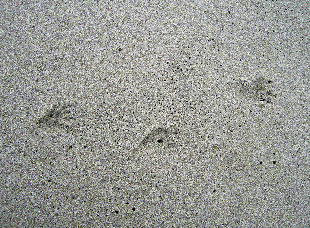 Animal Tracking Quiz, Question 7 - Can you identify this animal track?