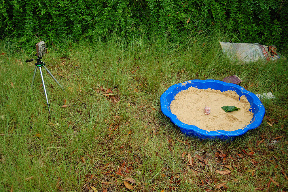 Using a trail camera with the clam-shell sandpit tracking box - Make an Instant Tracking Box to Learn Animal Tracking - Survival.ark.au